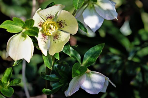istock Spring sunlight falls on Helleborus Niger, March 2021. 1304550984