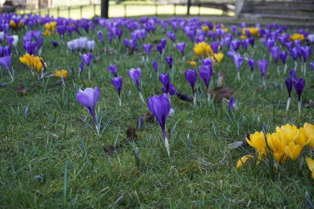 istock Yellow and Violet Early Crocus Flowers 1304550986