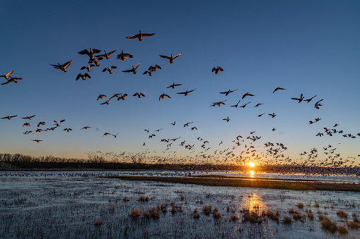 Huge flocks of migrating snow geese take flight at sunrise