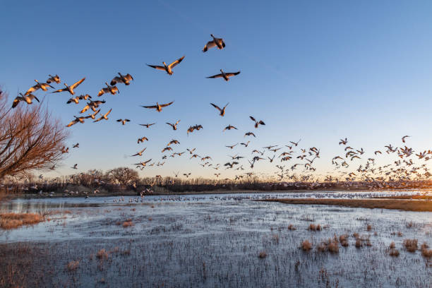 istock Huge flocks of migrating snow geese take flight at sunrise 1304551910