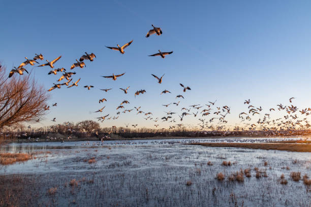 Huge flocks of migrating snow geese take flight at sunrise Large numbers of Snow Geese take flight at sunrise at Bosque del Apache birds flying in sky stock pictures, royalty-free photos & images