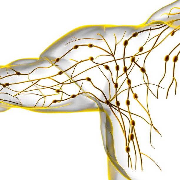 istock Human Lymph Nodes Anatomy For Medical Concept 3D Rendering 1304555310