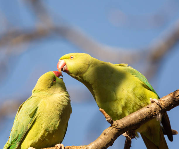istock Ring necked parakeets cosying up to each other after mating 1304556428