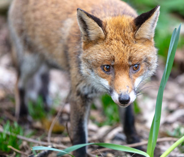 istock Cute red Fox searching for food. 1304556438