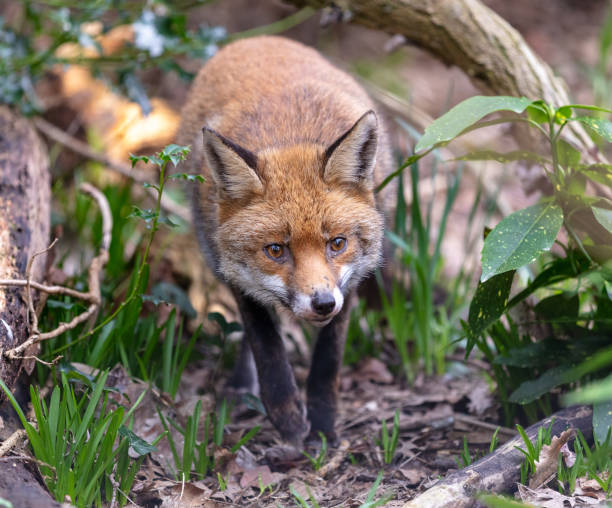 Red Fox in natural habitat