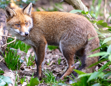 A red Fox in Greenwich Park