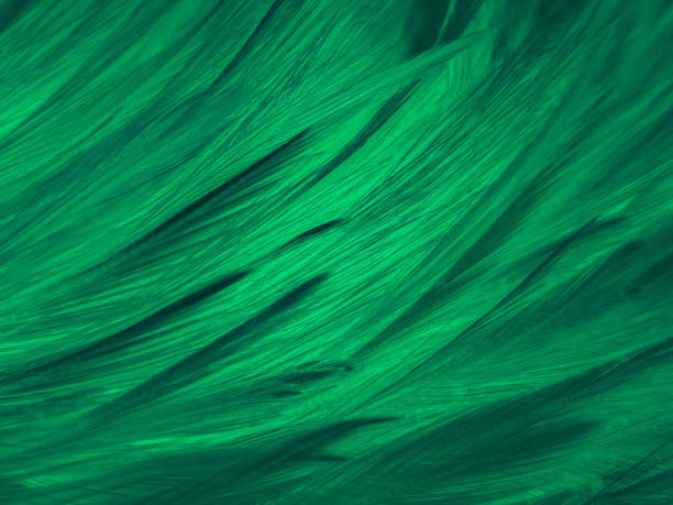 istock Beautiful abstract green feathers on black background, yellow feather texture on dark pattern,  green background, feather wallpaper, love theme, valentines day, dark texture 1304557141