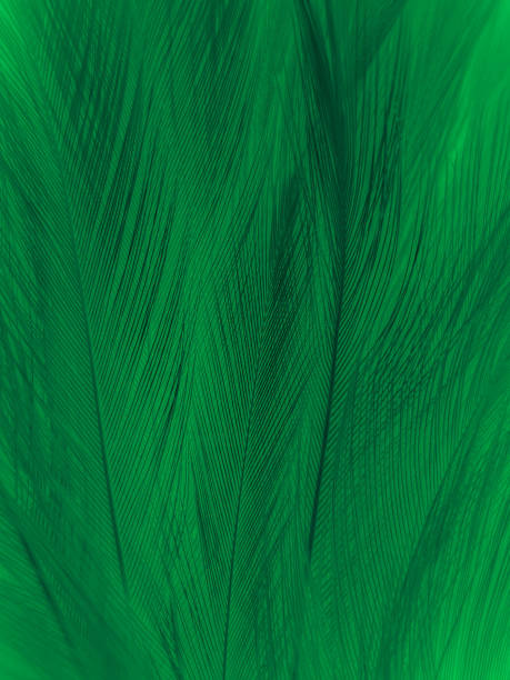 istock Beautiful abstract green feathers on black background, yellow feather texture on dark pattern,  green background, feather wallpaper, love theme, valentines day, dark texture 1304557142