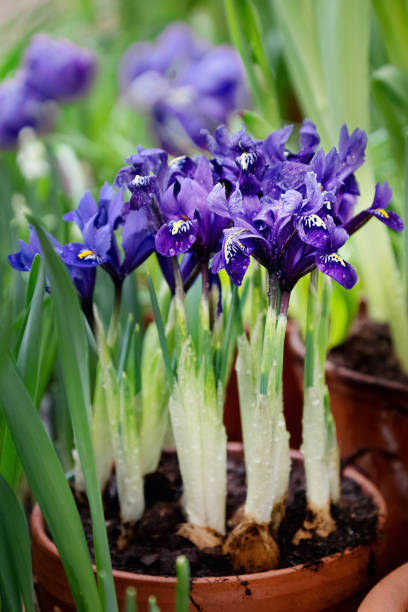 istock Tiny flowering blue iris plant in flowerpot on blurred natural background 1304557469