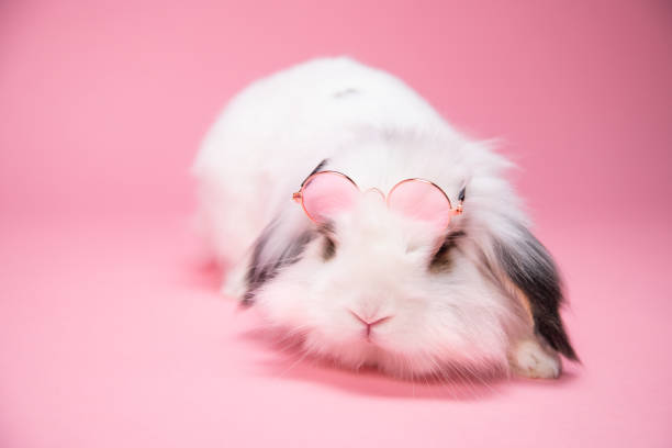 istock White bunny wearing sunglasses on pink background. 1304557533