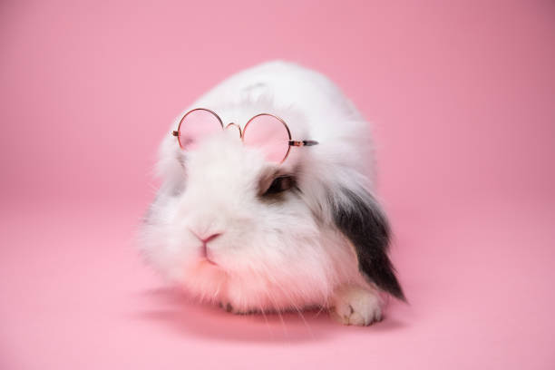 istock White bunny wearing sunglasses on pink background. 1304557597