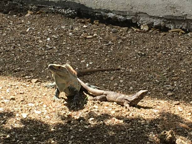 istock Male and female iguana 1304557618