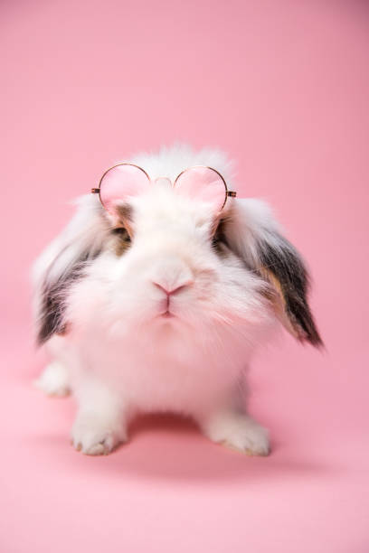 istock White bunny wearing sunglasses on pink background. 1304558279