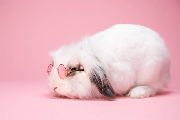 istock White bunny wearing sunglasses on pink background. 1304558348