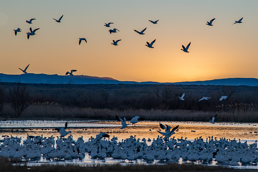 Snow geese begin to take flight just before sunrise at Bosque del Apache