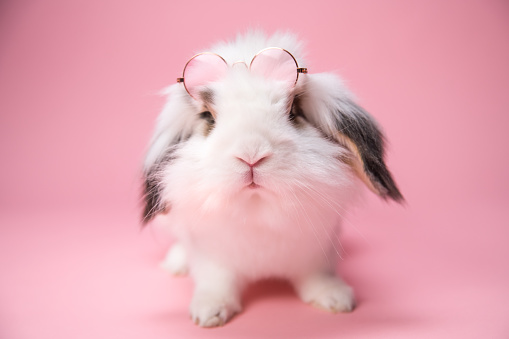Cute domestic Lionhead rabbit looking funny with pink sunglasses on pink background.