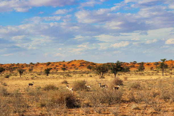 ナミビアの美しい風景の景色 - アフリカ - landscape panoramic kalahari desert namibia ストックフォトと画像