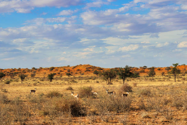 beautiful landscape view in namibia - africa - landscape panoramic kalahari desert namibia imagens e fotografias de stock