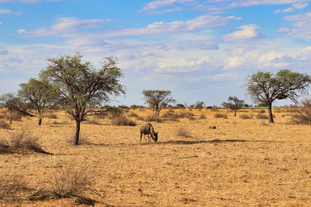 istock beautiful landscape view in Namibia - Africa 1304558515