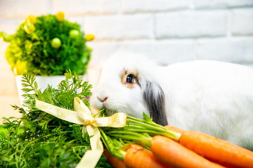 Cute domestic rabbit looking at the camera, standing in front of white brick wall, eating carrot greens. Easter holiday concept.