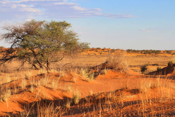 istock beautiful landscape view in Namibia - Africa 1304558538
