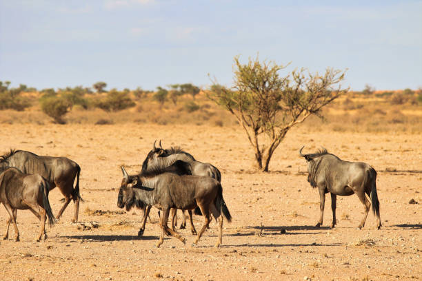istock beautiful landscape view in Namibia - Africa 1304558594