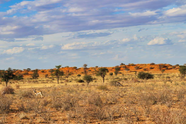 beautiful landscape view in namibia - africa - landscape panoramic kalahari desert namibia imagens e fotografias de stock
