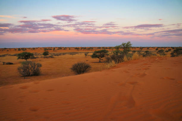 istock beautiful landscape view in Namibia - Africa 1304558696