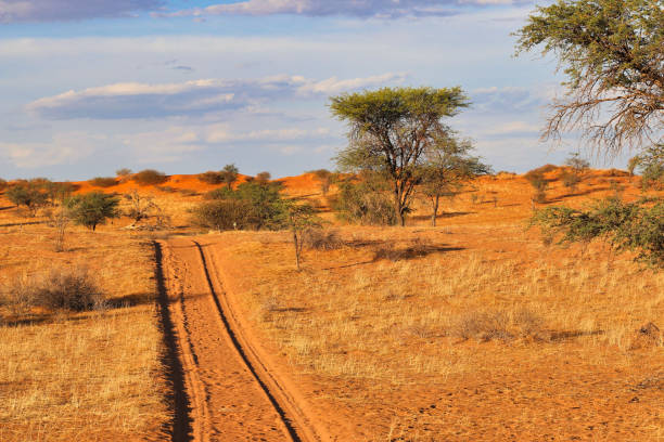 istock beautiful landscape view in Namibia - Africa 1304558787