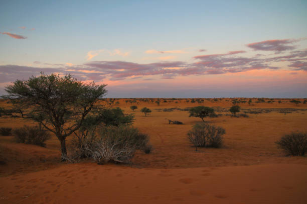 istock beautiful landscape view in Namibia - Africa 1304558826