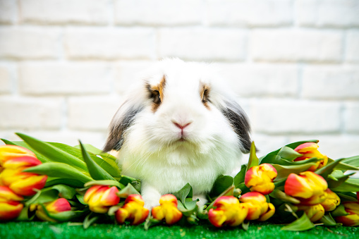 Cute domestic rabbit looking at the camera sitting between beautiful yellow red tulips in front of white brick wall. Springtime concept.