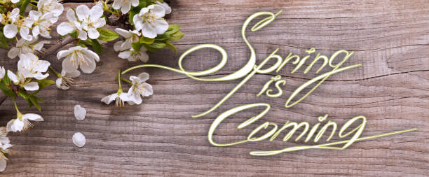 istock Spring is coming text, Flowers on background of old vintage wopod board. Springtime concept. 1304559457