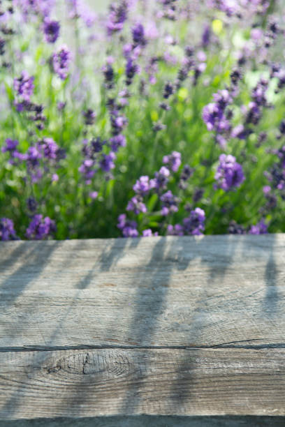 istock Soft focus Fresh lavender over wooden Summer background. 1304561317