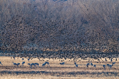 Sandhill cranes eat while huge swarm of birds flies behind them.