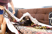 Smiling dog partially covered by bed sheet playing on sofa