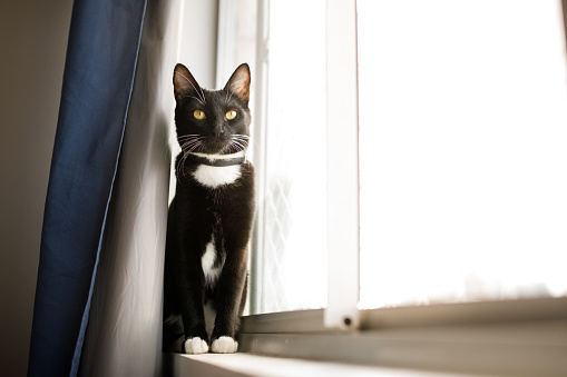 Retratos de un gato serio sentado en el alféizar de la ventana photo