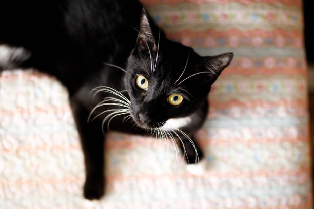 istock Portrait of a cat lying on bed 1304563461
