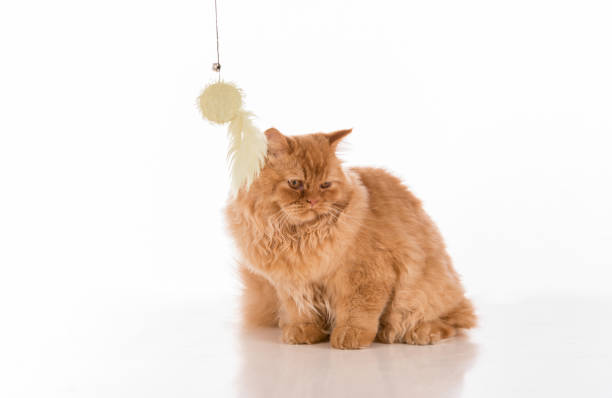 istock British Longhair Cat Lying on the white desk. 1304563574