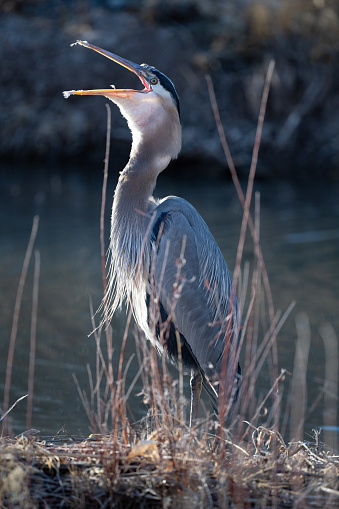 Great Blue Heron beside small stream of fresh water standing sideways with mouth wide open