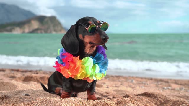 adorable dog dachshund, black and tan, sit sand at the beach sea on summer vacation holidays, wearing sunglasses and flower hawaiian chain