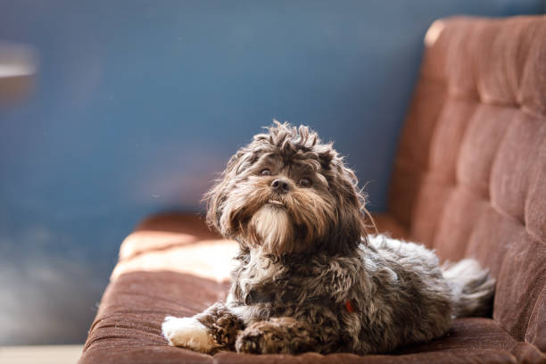 istock Portrait of a fluffy dog sitting on sofa 1304563992