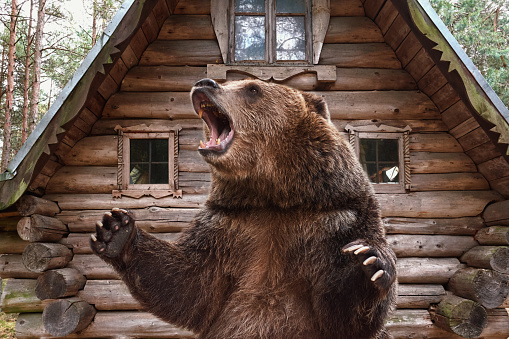 Oso pardo oso pardo de boca ampliamente abierta cerca de una casa de madera. Collage photo