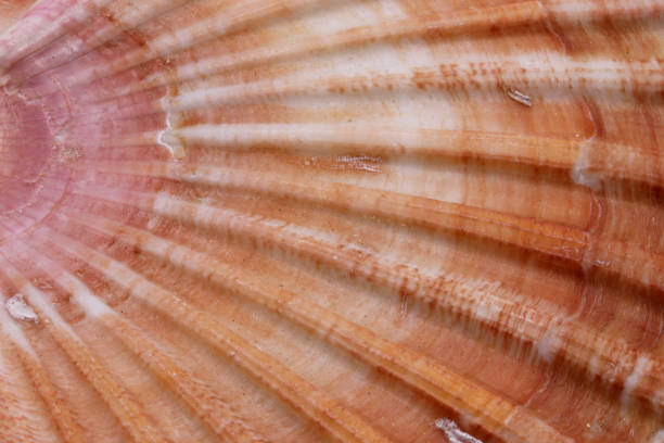 istock close up of a seashell background 1304565288
