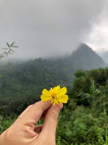 istock Yellow Flower in hand 1304565393