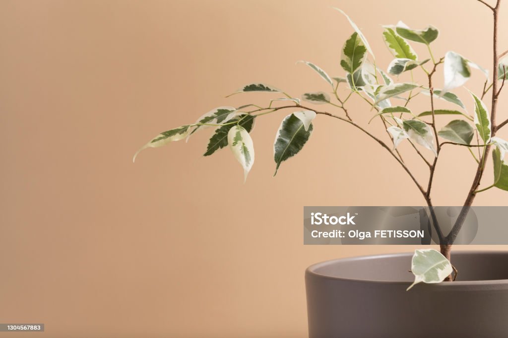 A branch of a green tropical plant ficus on a beige background with a copy space. Minimalisme A branch of a green tropical plant ficus on a beige background Backgrounds Stock Photo