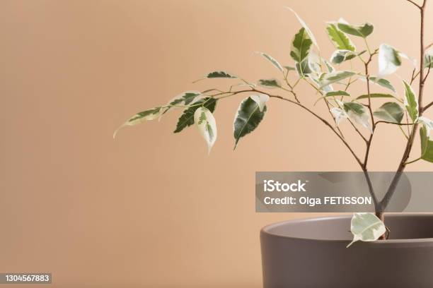 A Branch Of A Green Tropical Plant Ficus On A Beige Background With A Copy Space Minimalisme Stock Photo - Download Image Now