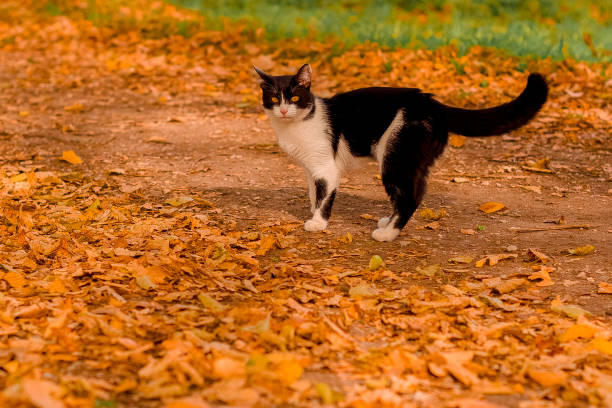 istock Black and white cat in autumn leaves 1304567988