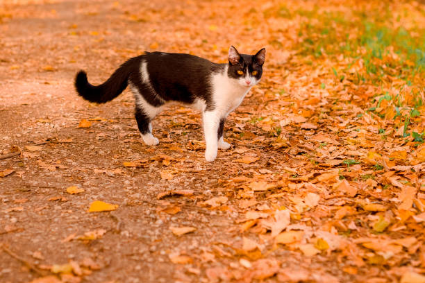istock Black and white cat in autumn leaves 1304567990