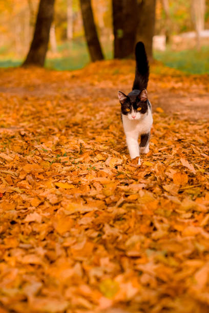 istock Black and white cat in autumn leaves 1304567991