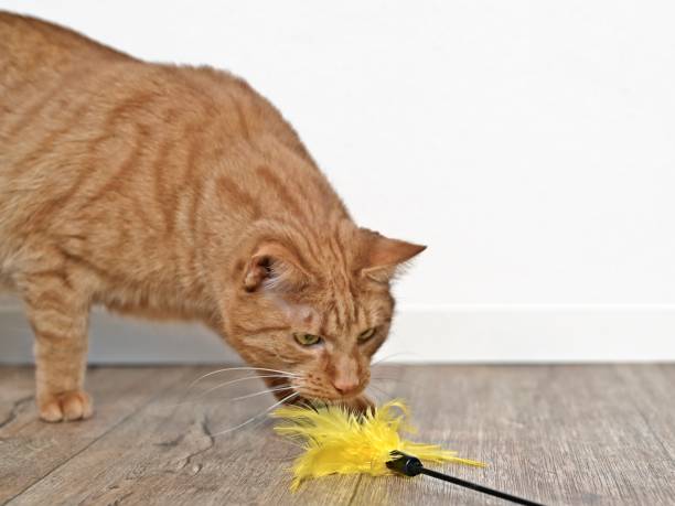 istock Cute ginger cat playing with a feather cat toy. 1304568384